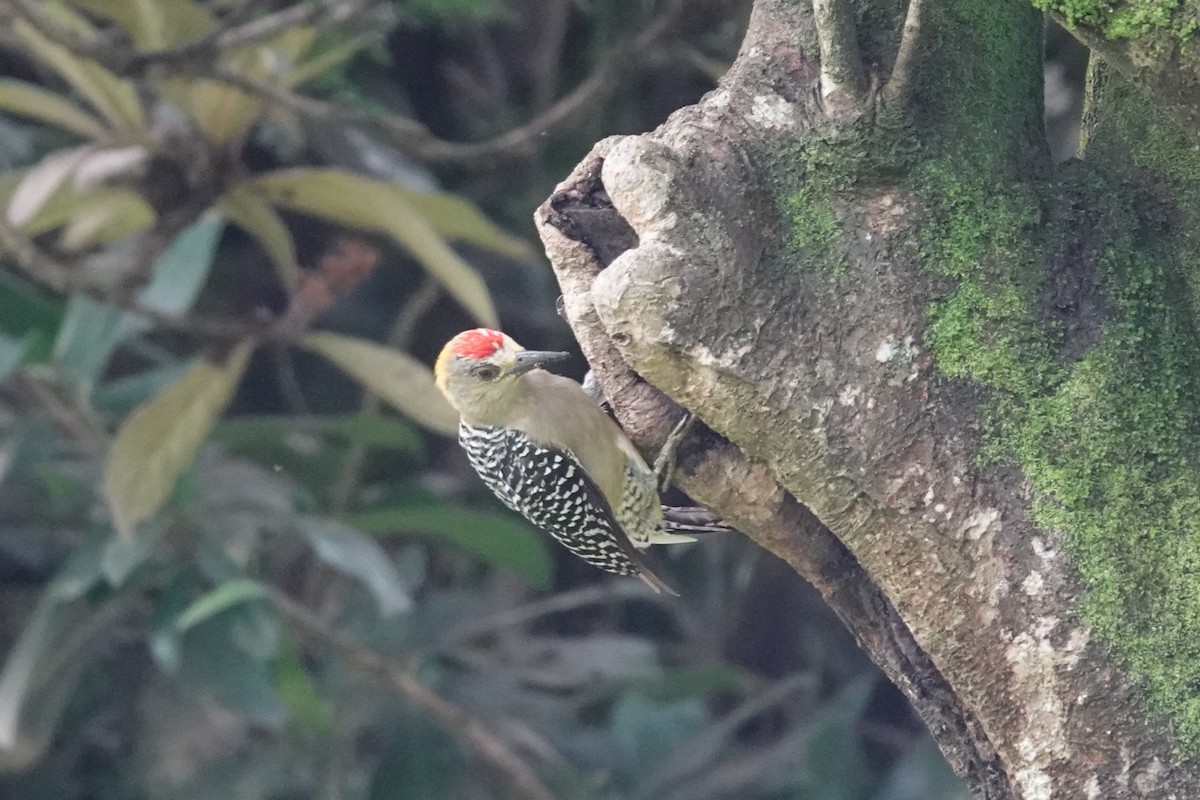 Hoffmann's Woodpecker - ML641606338