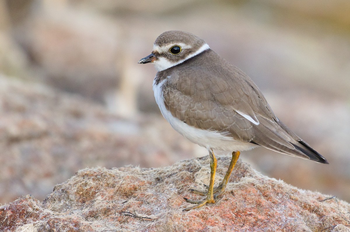 Semipalmated Plover - ML641606341
