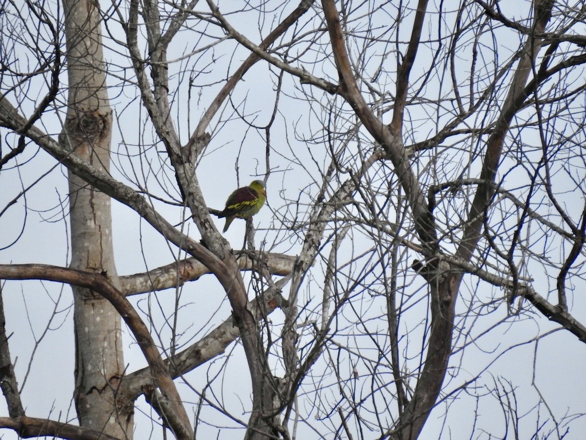 Ashy-headed Green-Pigeon - ML641606455