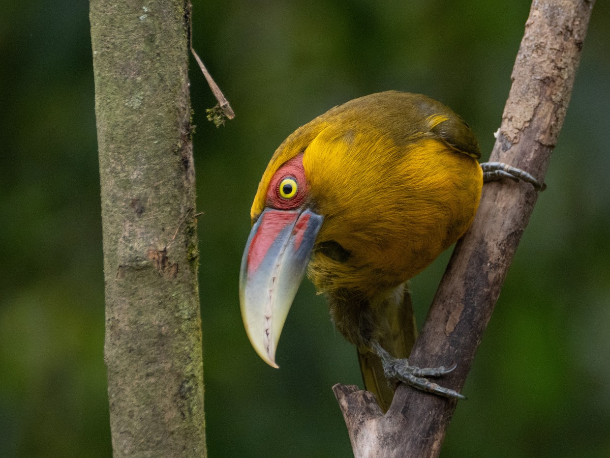 Saffron Toucanet - ML641606483