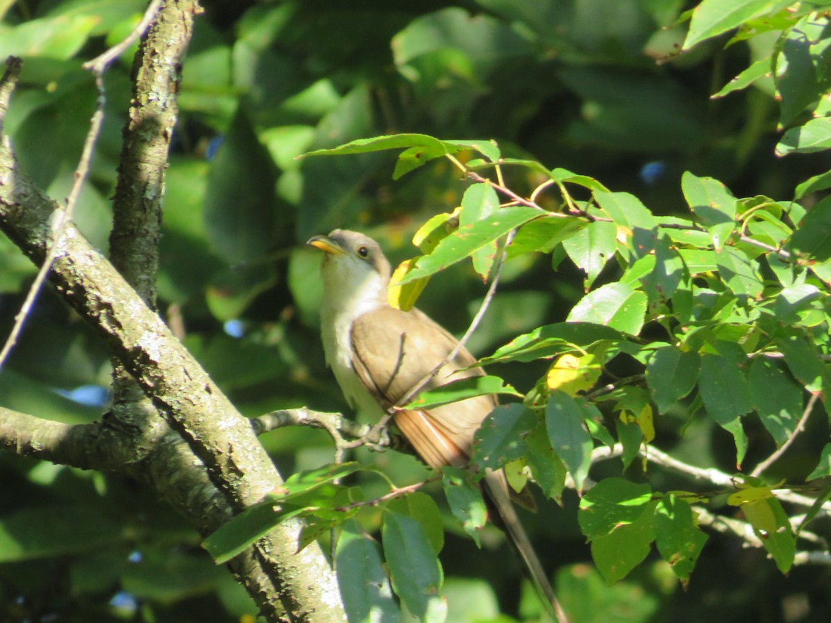 Yellow-billed Cuckoo - ML641606504