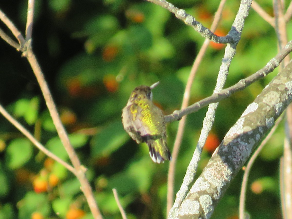 Ruby-throated Hummingbird - ML641606506