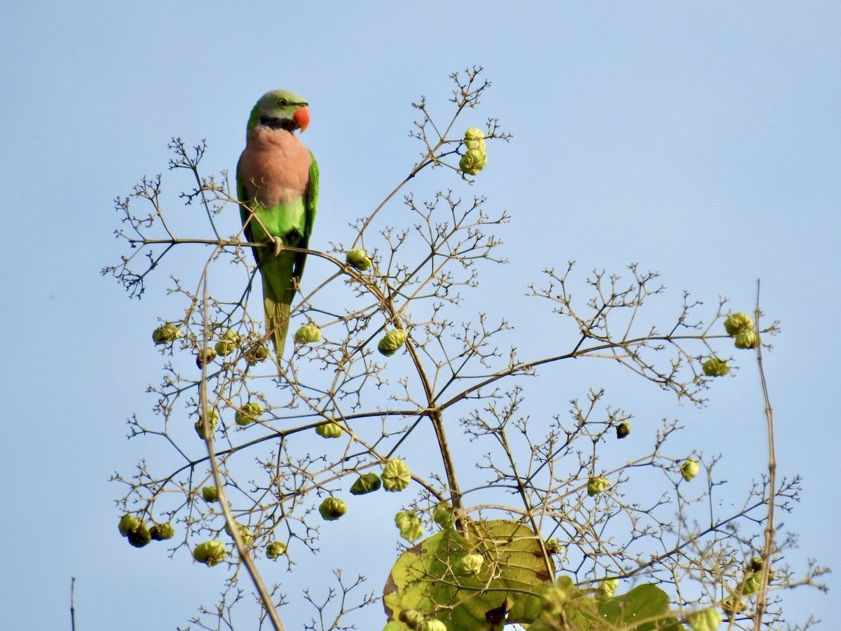 Red-breasted Parakeet - ML641606517