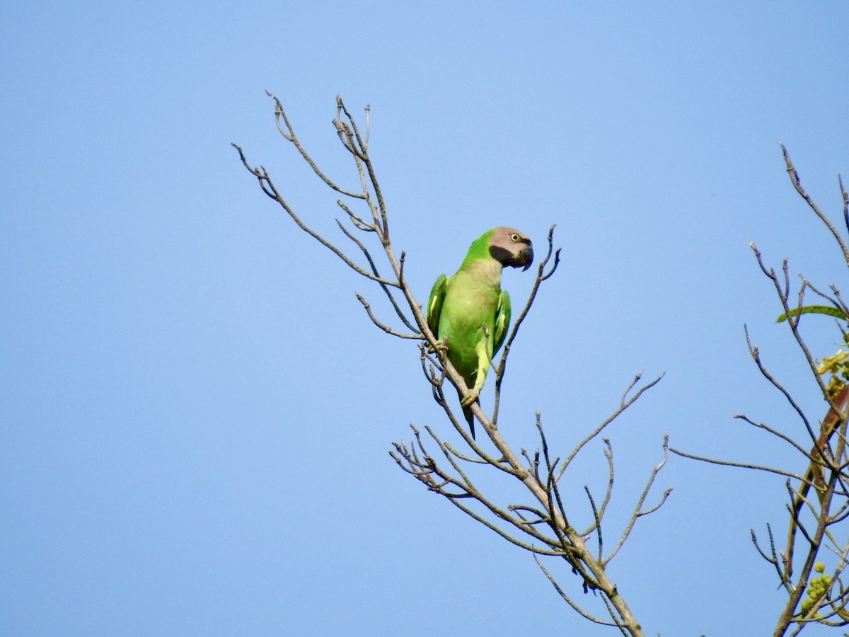 Red-breasted Parakeet - ML641606518