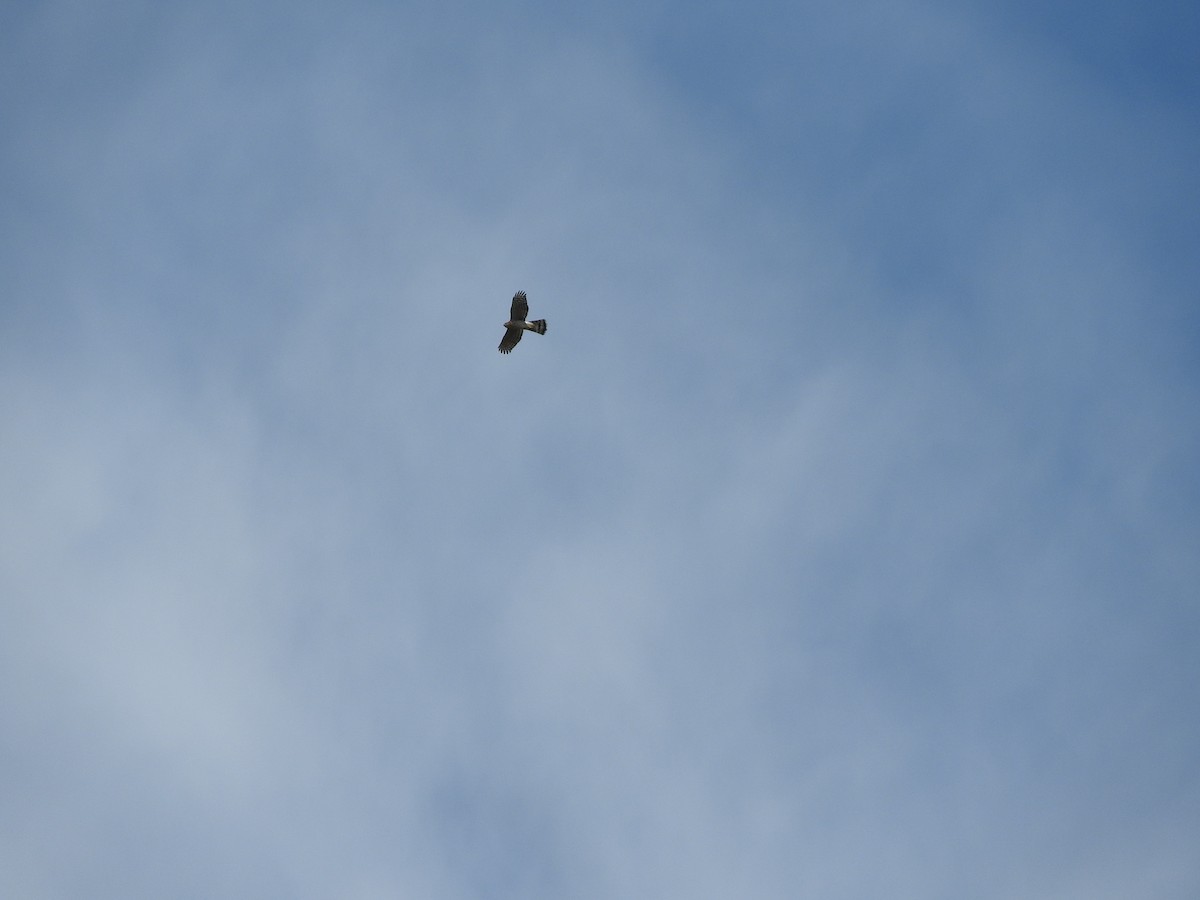 Cooper's Hawk - ML641606552