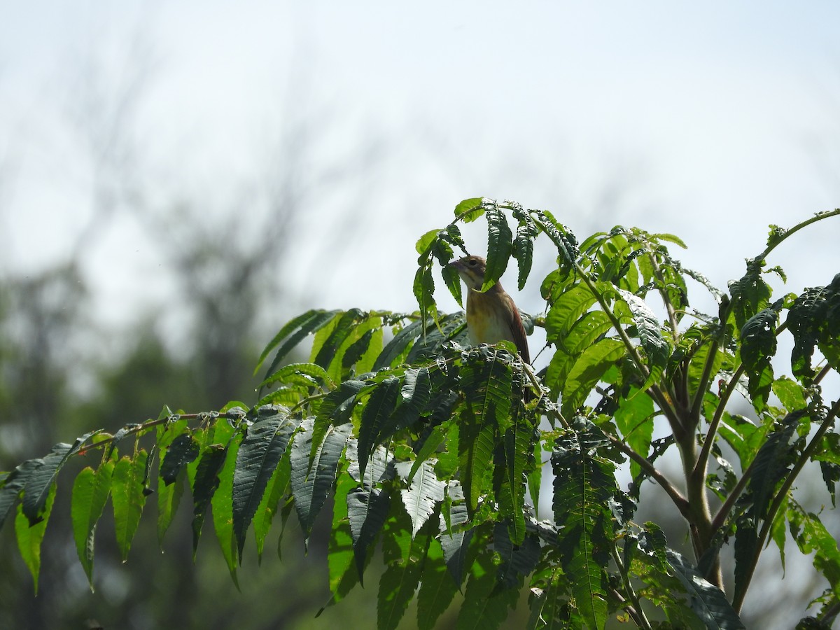 Dickcissel - ML641606562