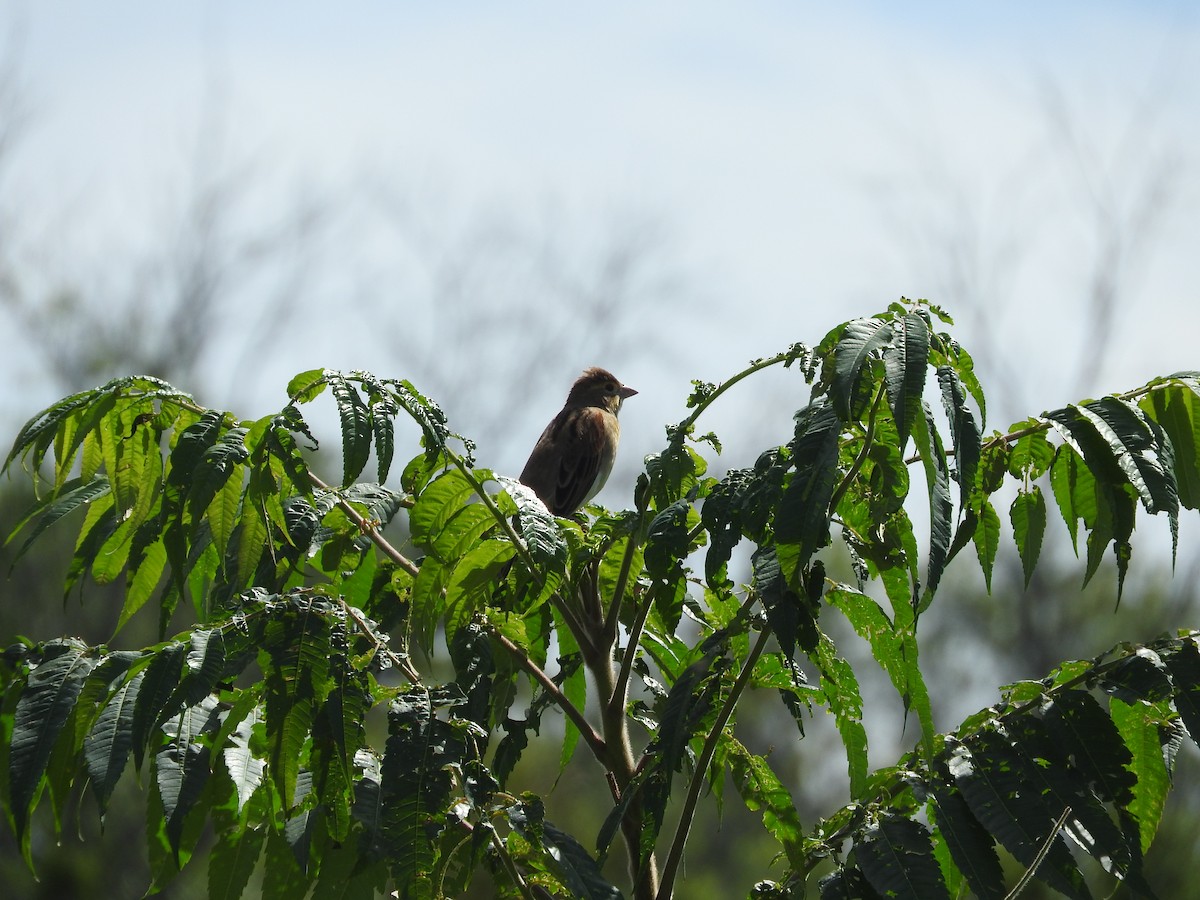 Dickcissel - ML641606563