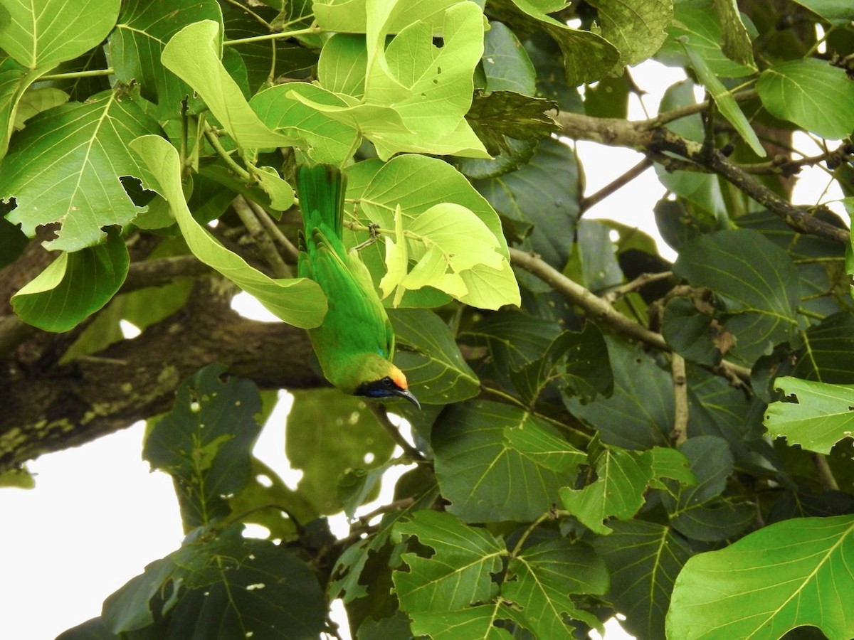 Golden-fronted Leafbird - ML641606568