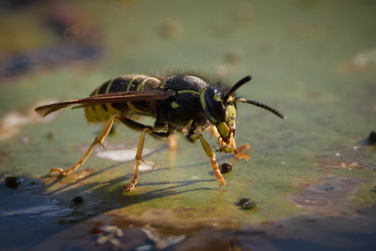 Widow Yellowjacket - ML641606617