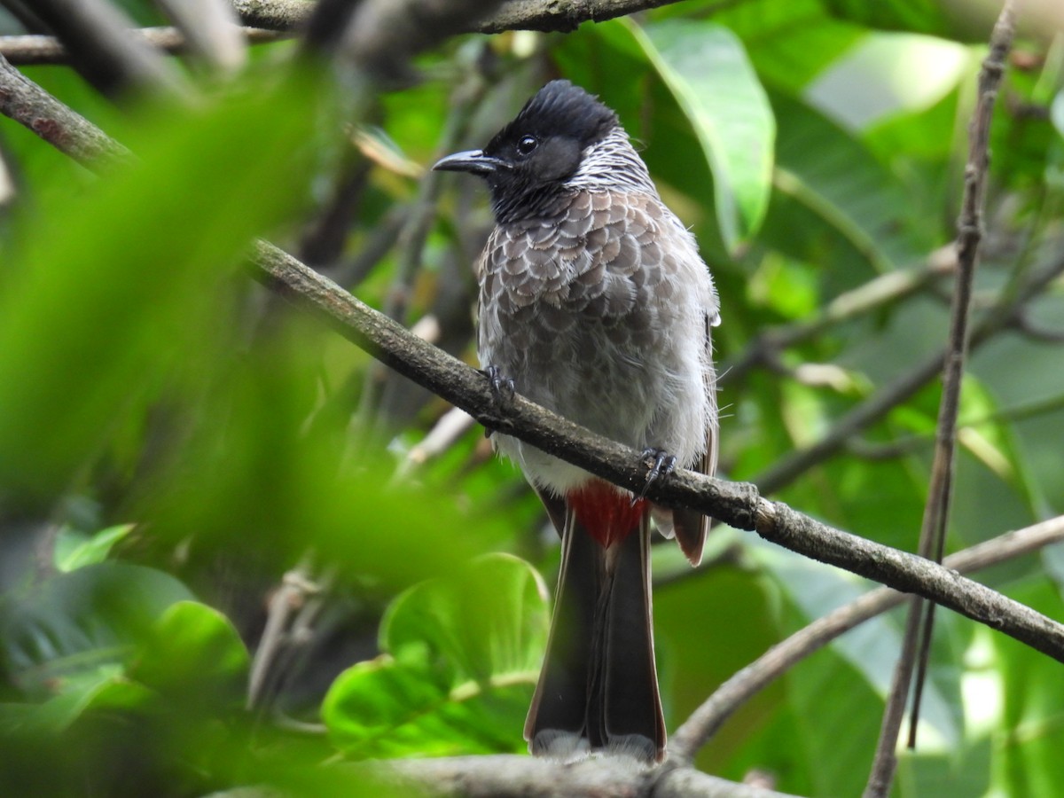 Red-vented Bulbul - ML641606630