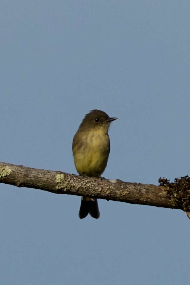 Eastern Phoebe - ML641606631