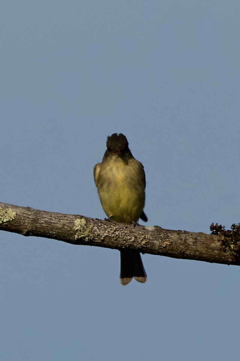 Eastern Phoebe - ML641606632