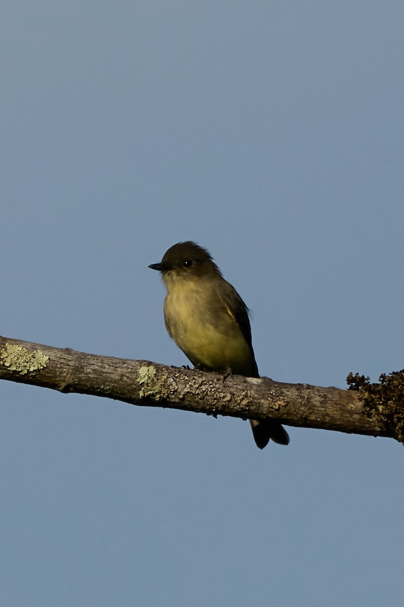 Eastern Phoebe - ML641606633