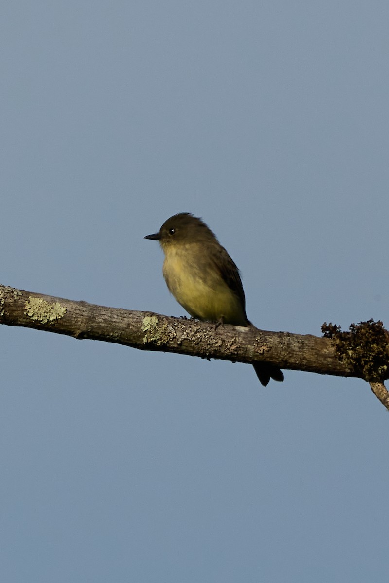 Eastern Phoebe - ML641606634