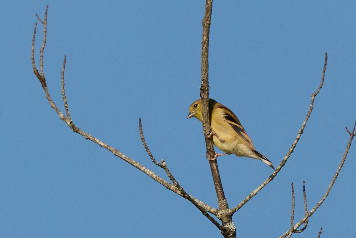 American Goldfinch - ML641606641