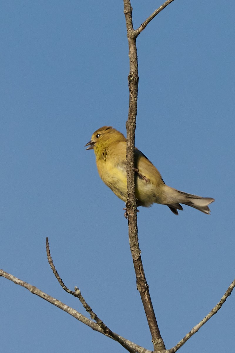 American Goldfinch - ML641606646