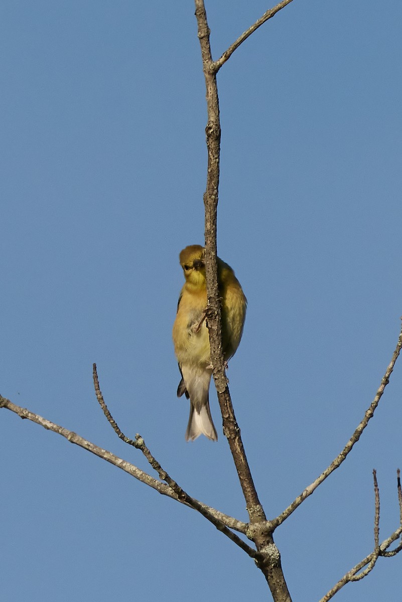American Goldfinch - ML641606647
