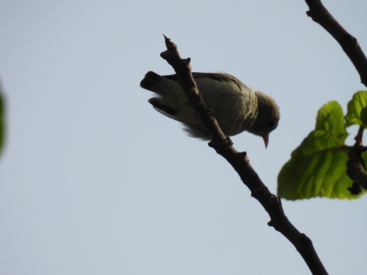 Pale-billed Flowerpecker - ML641606664