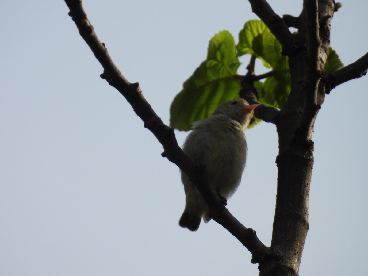 Pale-billed Flowerpecker - ML641606665