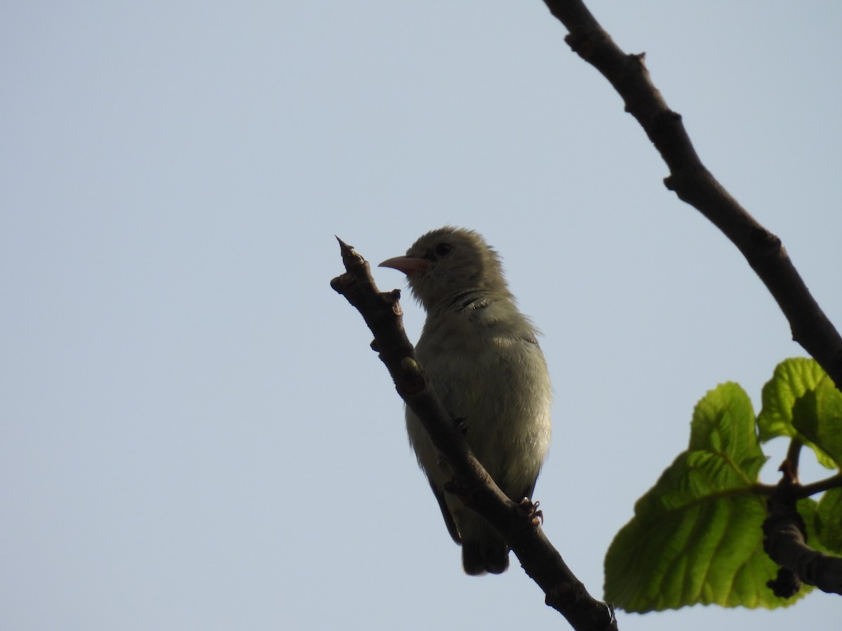 Pale-billed Flowerpecker - ML641606666