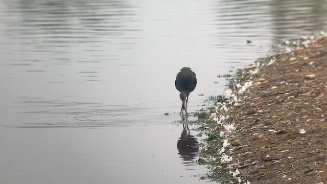 Glossy Ibis - ML641606671
