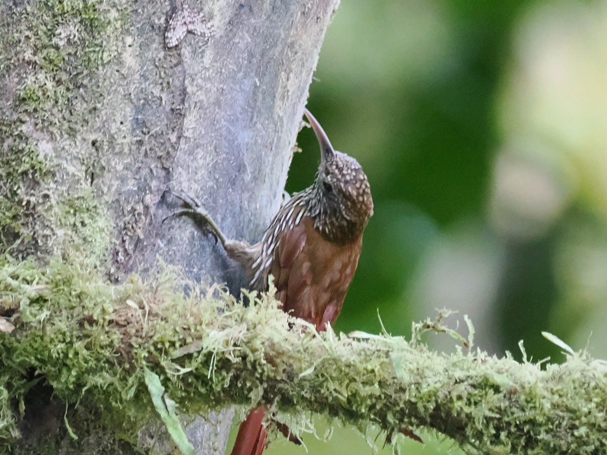 Montane Woodcreeper - ML641606705