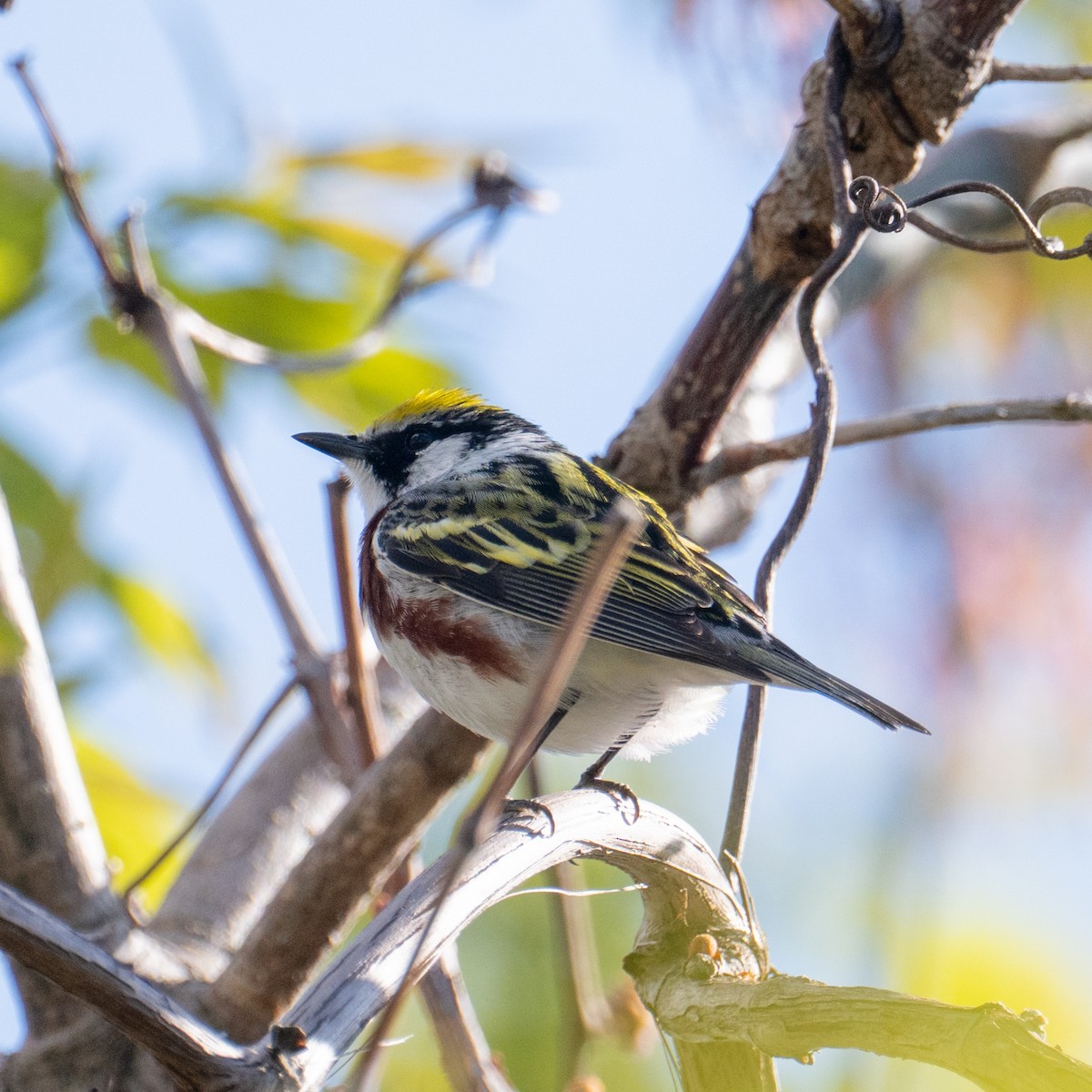 Chestnut-sided Warbler - ML641606735