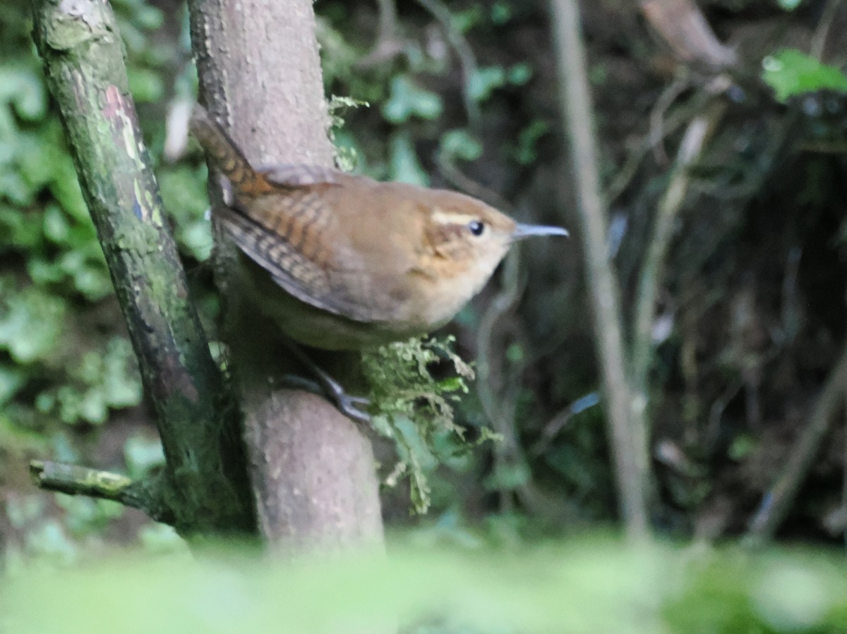 Mountain Wren - ML641606745
