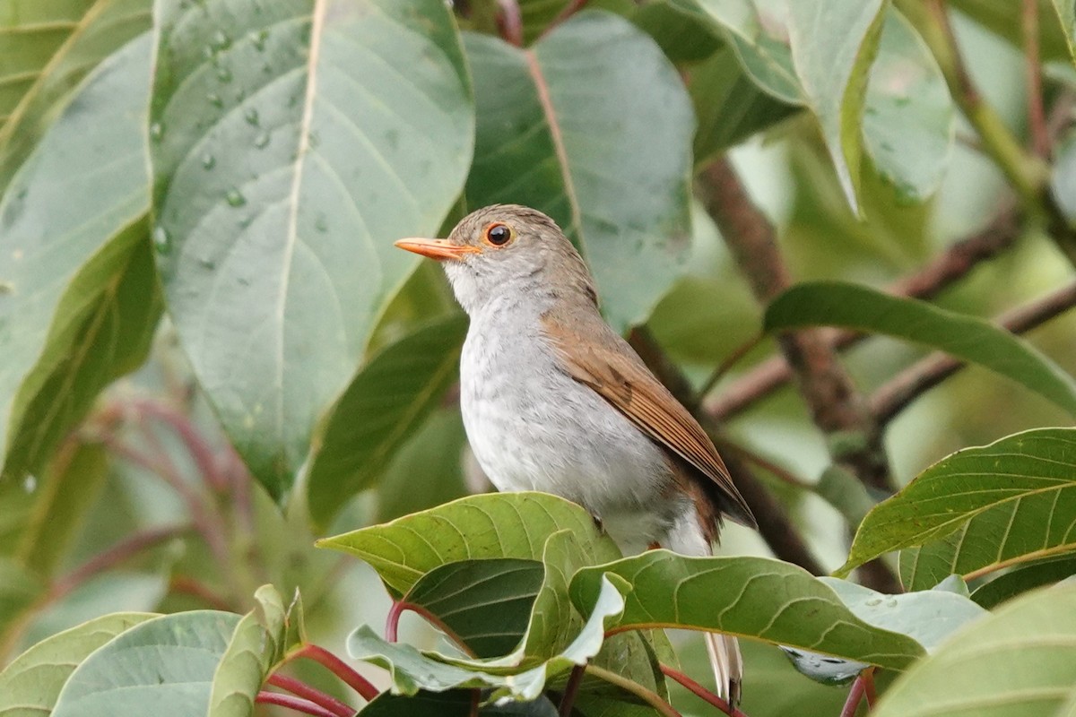 Orange-billed Nightingale-Thrush - ML641606767