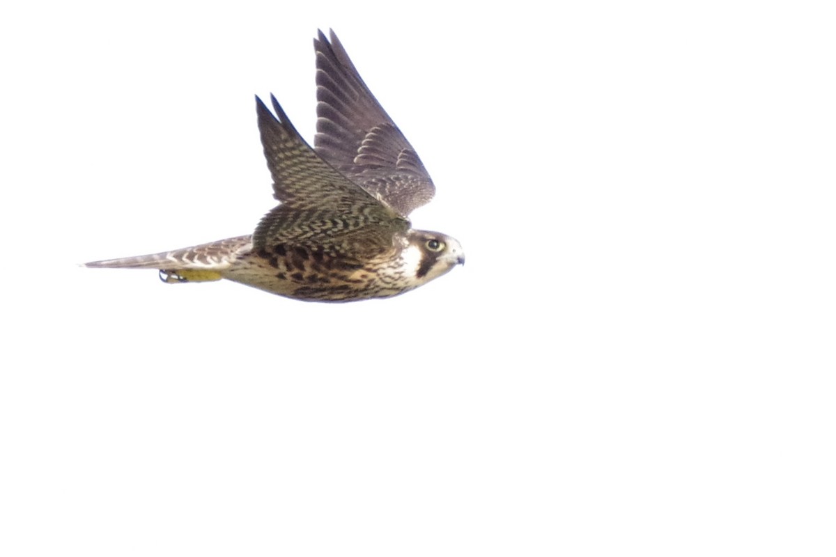 Peregrine Falcon - ML641606774