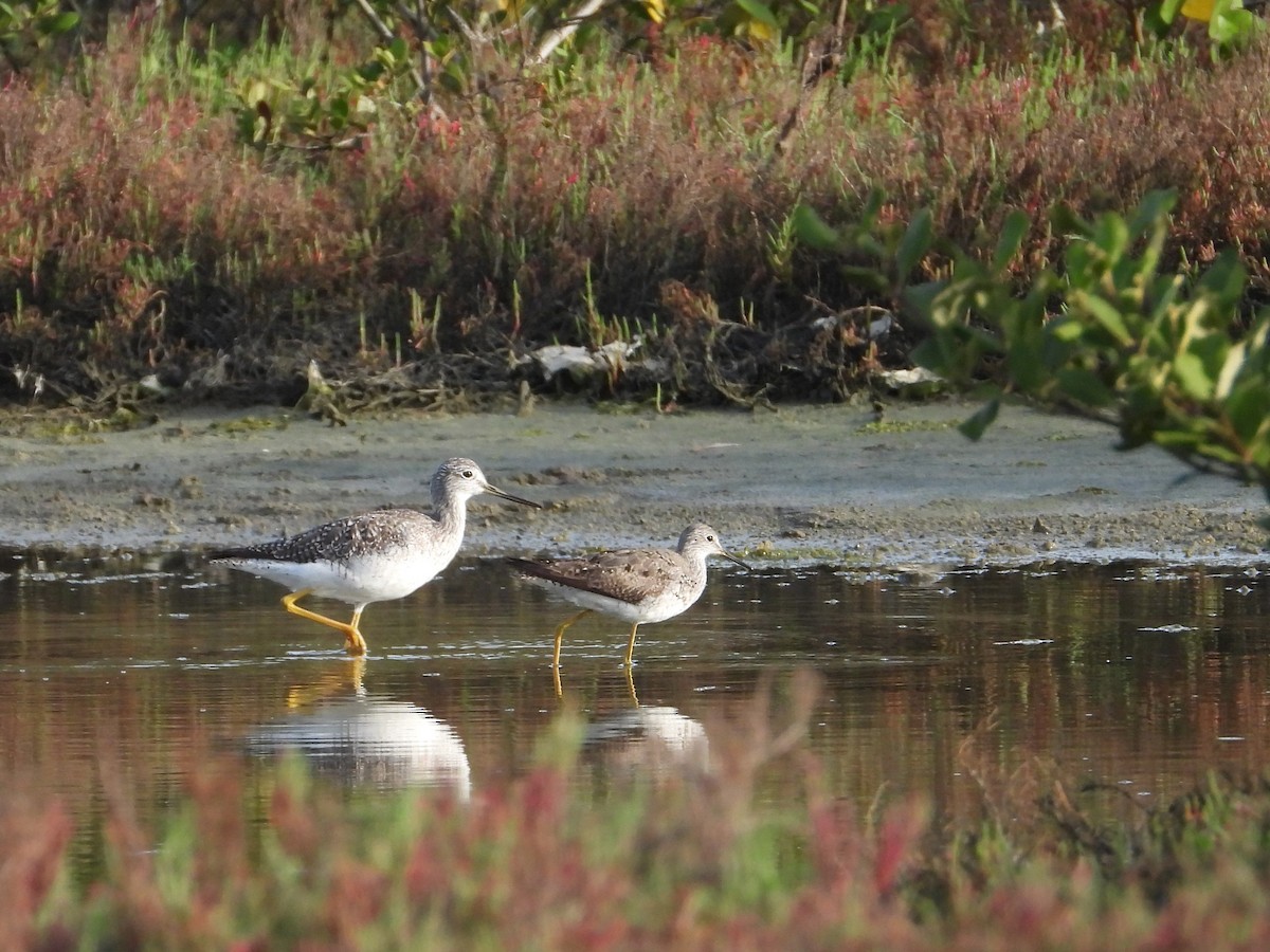 Greater Yellowlegs - ML641606842