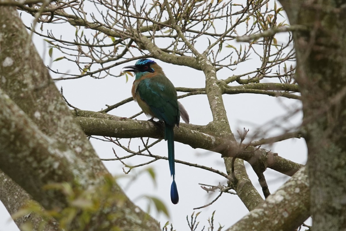 Lesson's Motmot - ML641606874