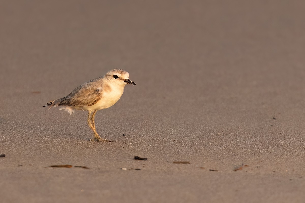 White-fronted Plover - ML641606879