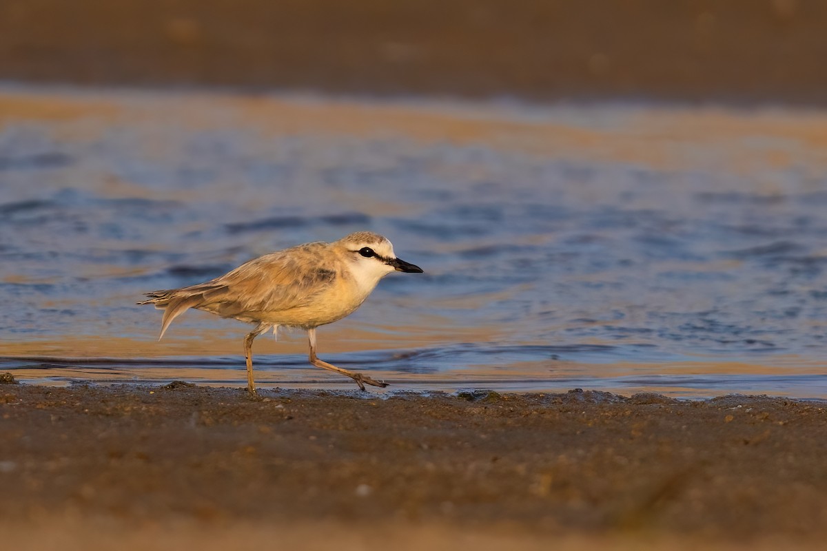 White-fronted Plover - ML641606880