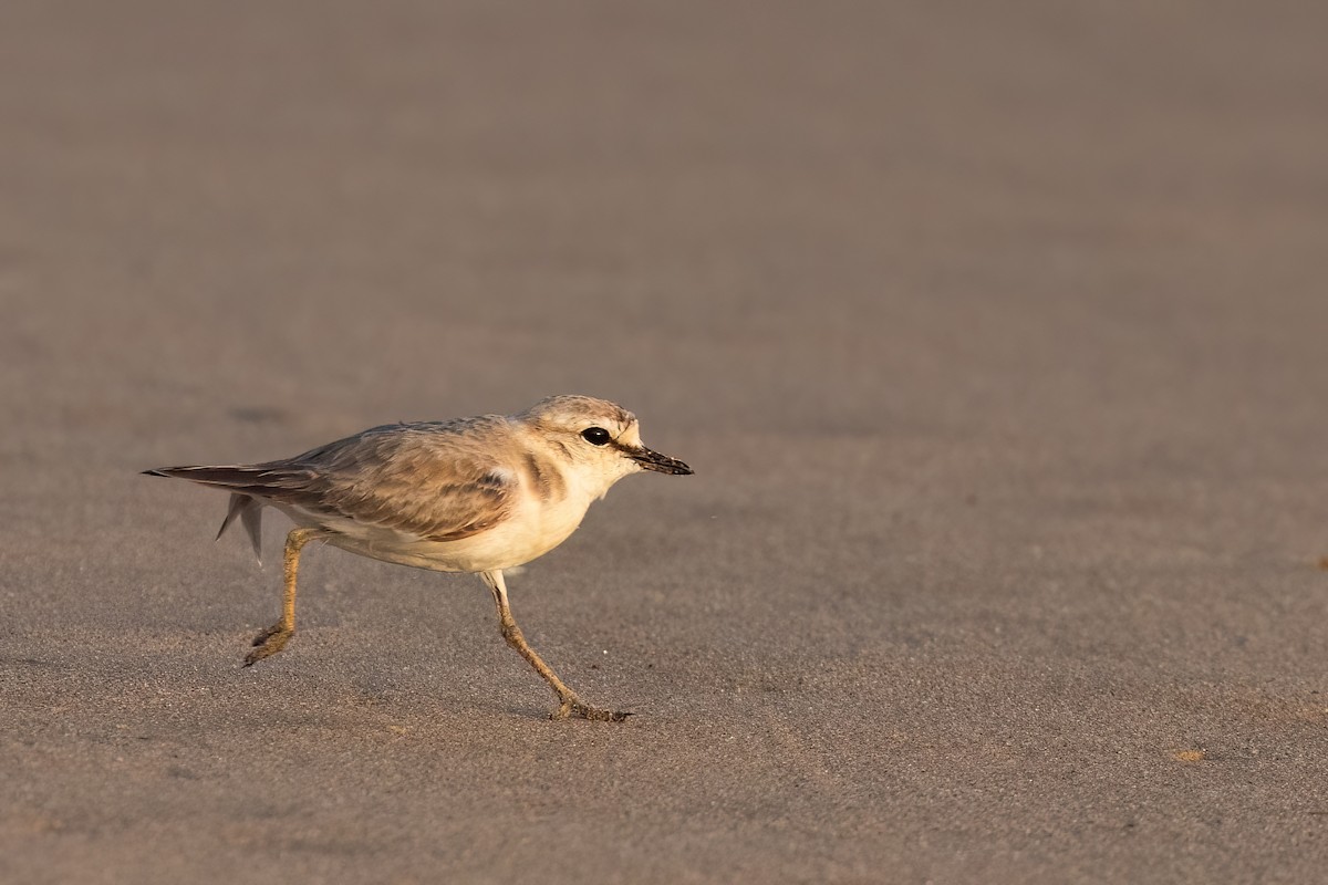 White-fronted Plover - ML641606881