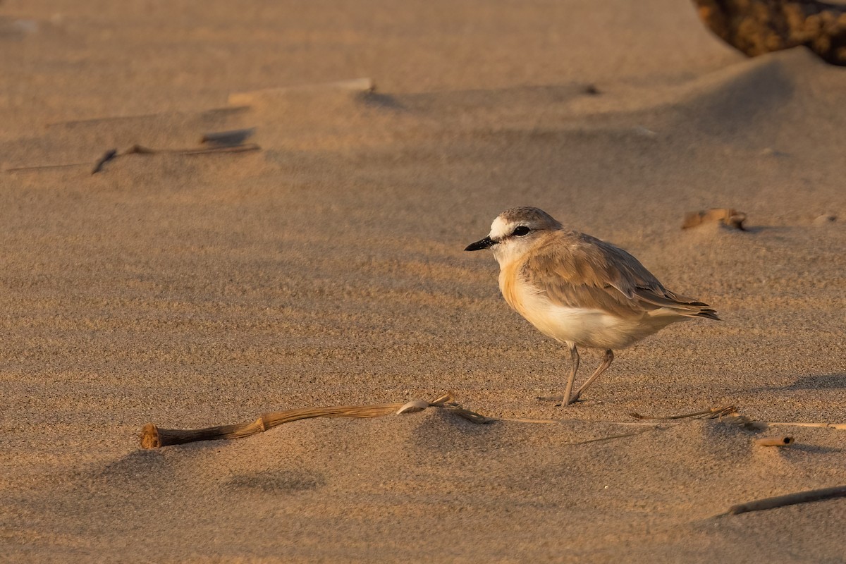 White-fronted Plover - ML641606882