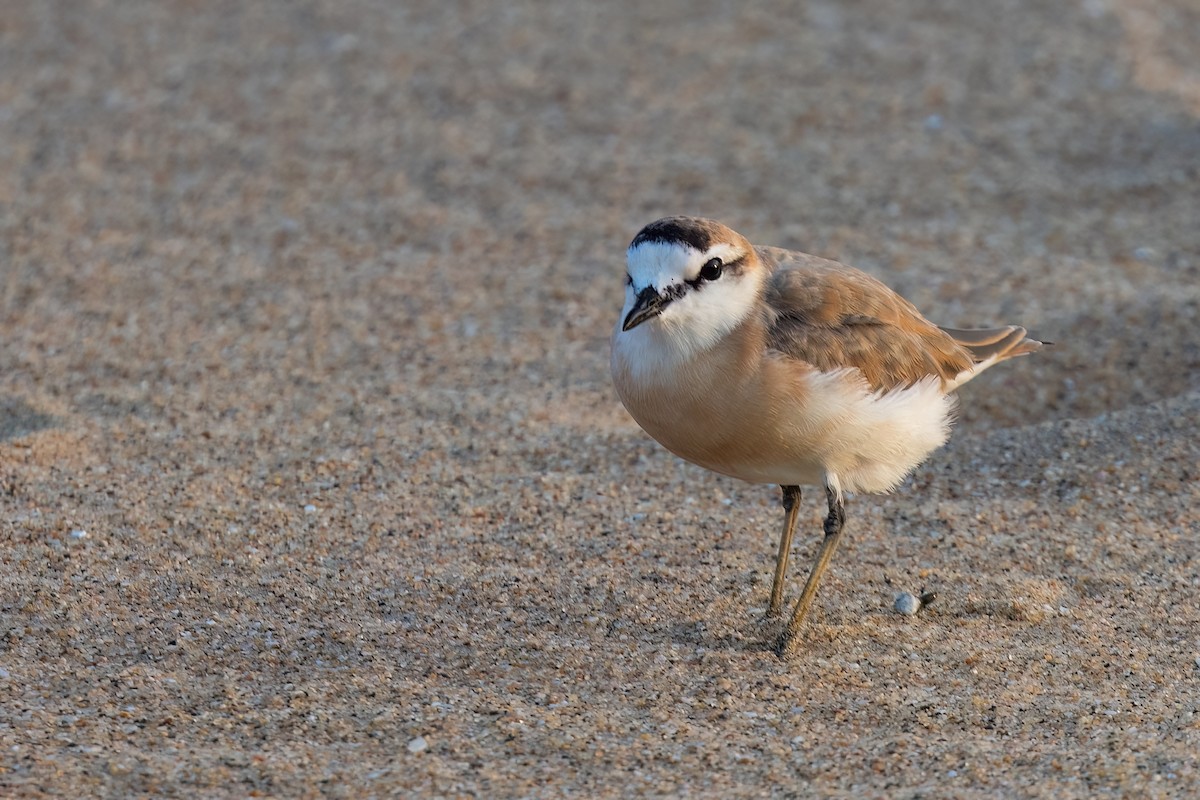 White-fronted Plover - ML641606884
