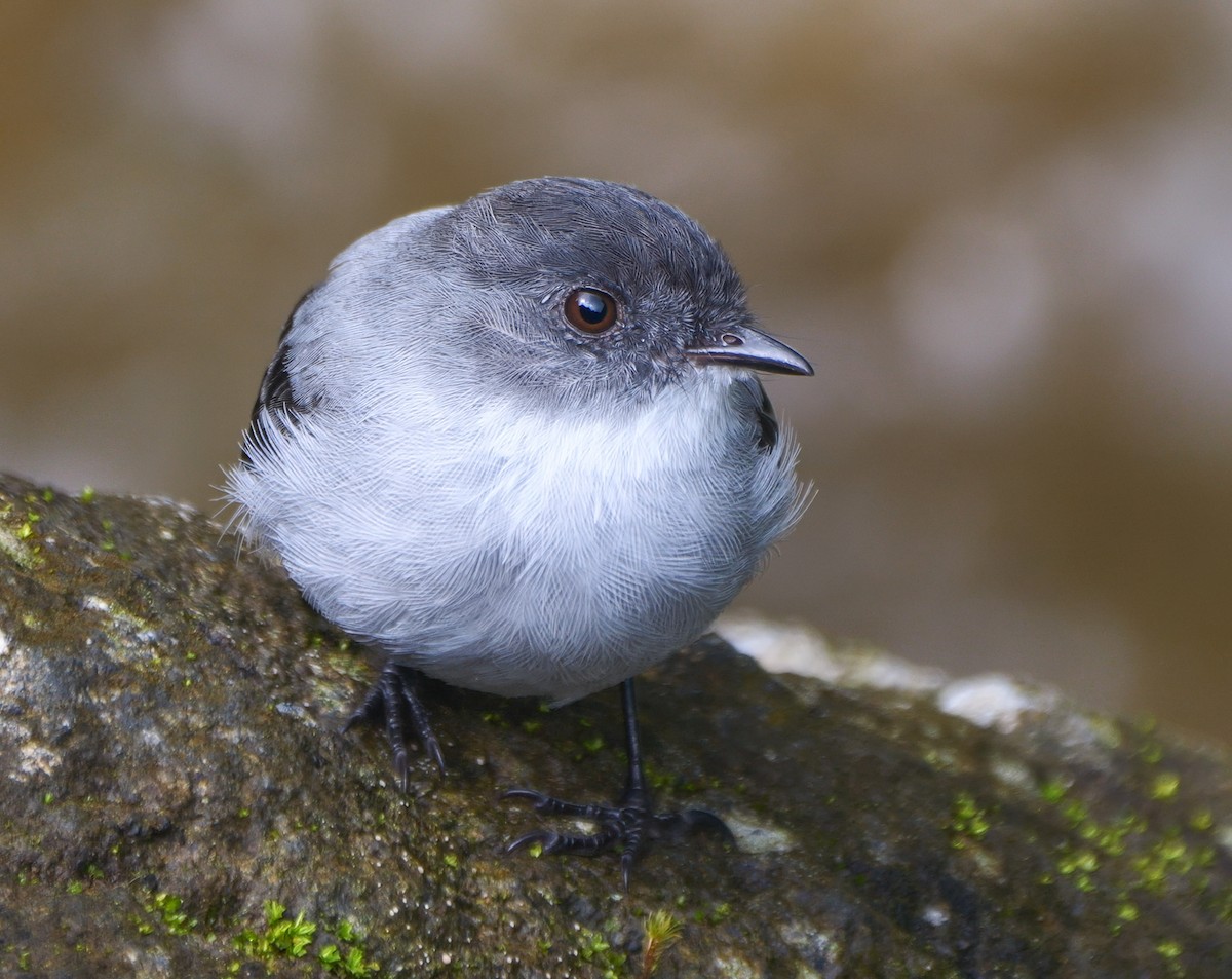 Torrent Tyrannulet - ML641606922