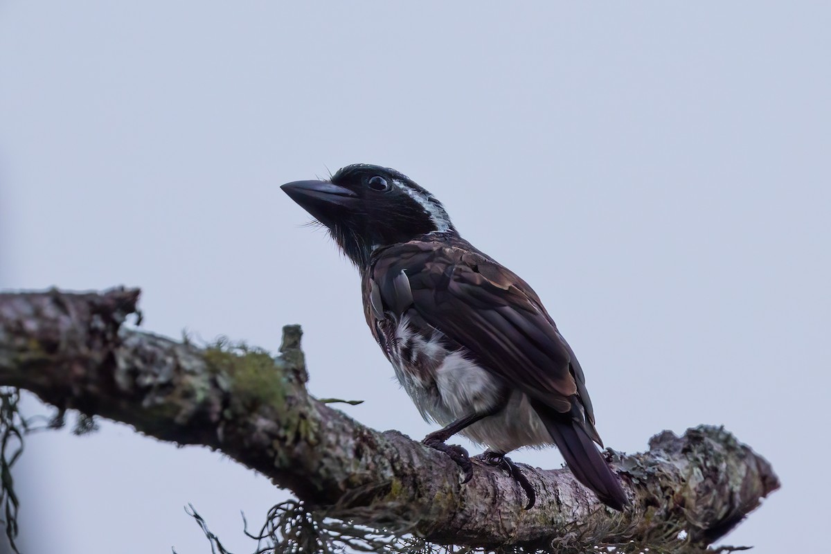 White-eared Barbet (White-eared) - ML641606937