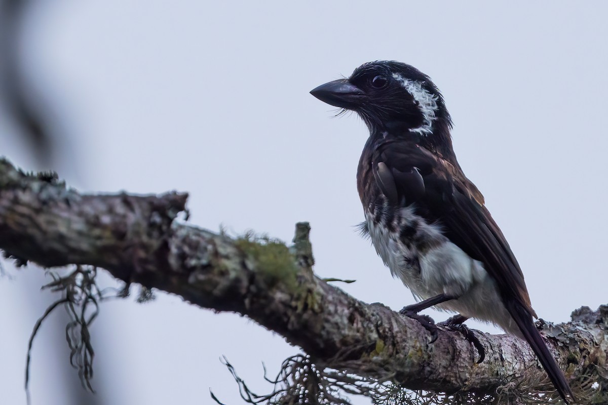 White-eared Barbet (White-eared) - ML641606938