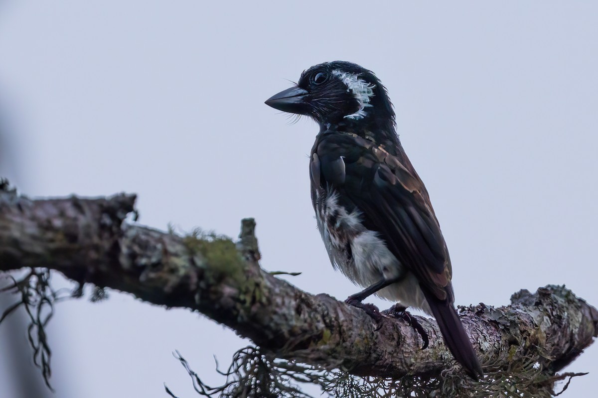 White-eared Barbet (White-eared) - ML641606939