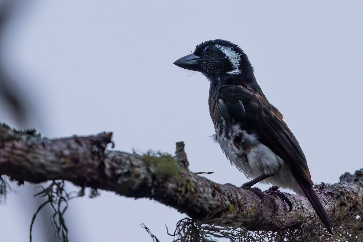 White-eared Barbet (White-eared) - ML641606940
