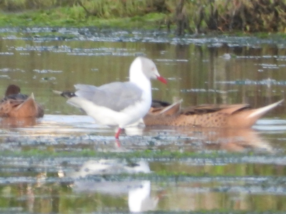 Gray-hooded Gull - ML641606942
