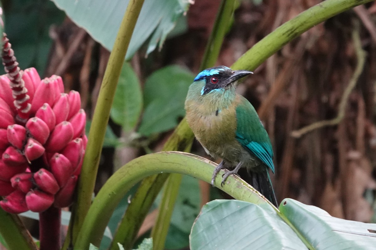 Lesson's Motmot - ML641606953