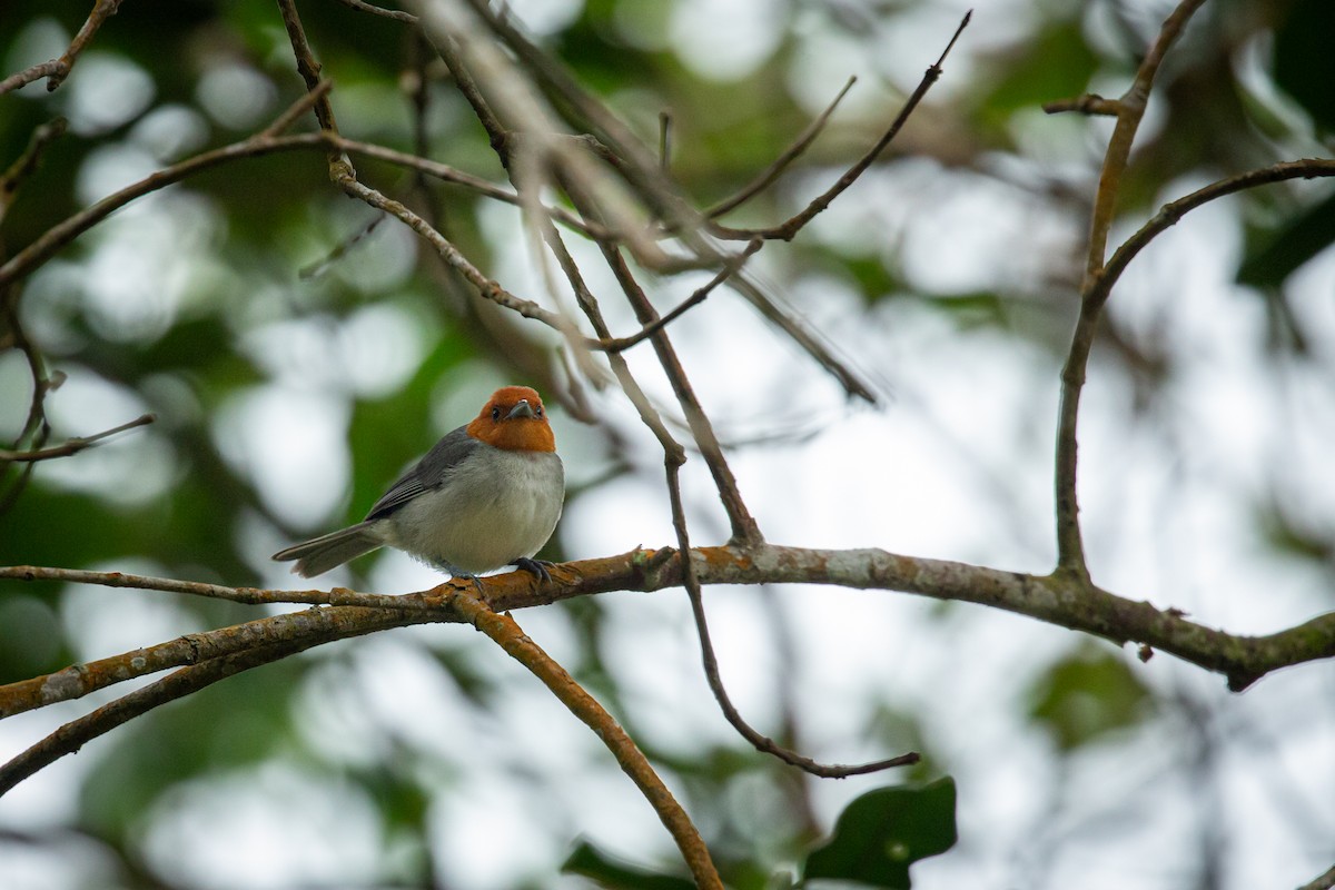 Fulvous-headed Tanager - ML641606958