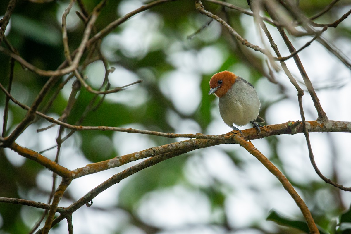 Fulvous-headed Tanager - ML641606960