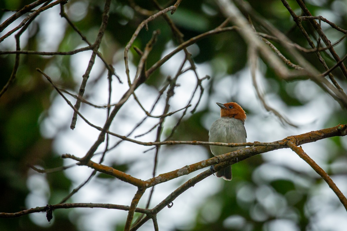 Fulvous-headed Tanager - ML641606962