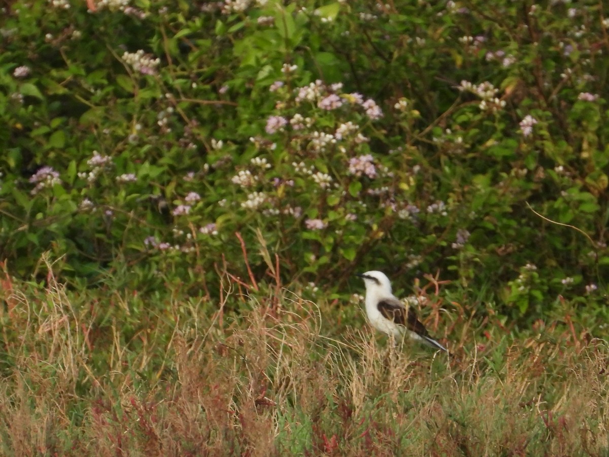 Masked Water-Tyrant - ML641606963
