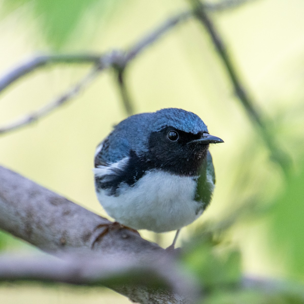Black-throated Blue Warbler - ML641606967