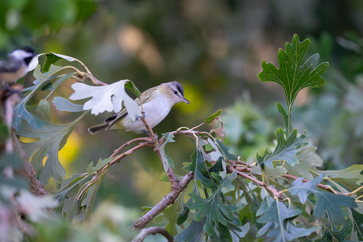 Red-eyed Vireo - ML641606974